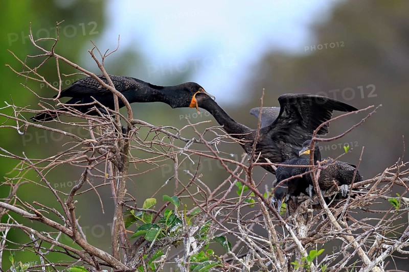 Double-crested Cormorant (Phalacrocorax auritus) feeding young