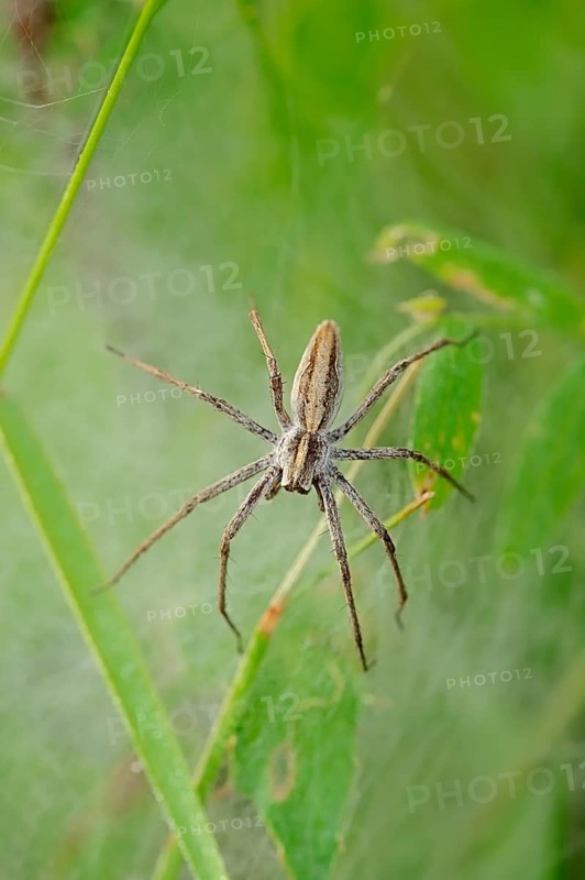 Nursery Web Spider (Pisaura mirabilis)