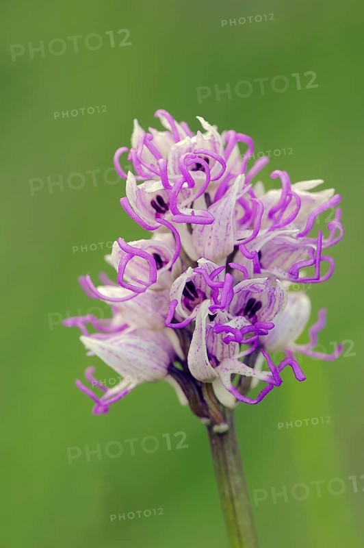 Monkey orchid (Orchis simia)