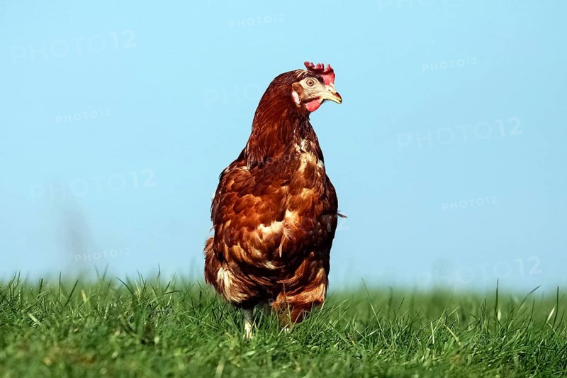 Domestic chicken
