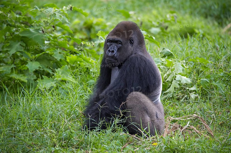 Western Lowland Gorilla (Gorilla gorilla gorilla) in reintroduction enclosure