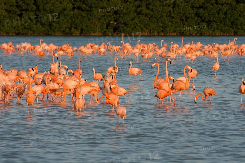 American flamingos (Phoenicopterus ruber)