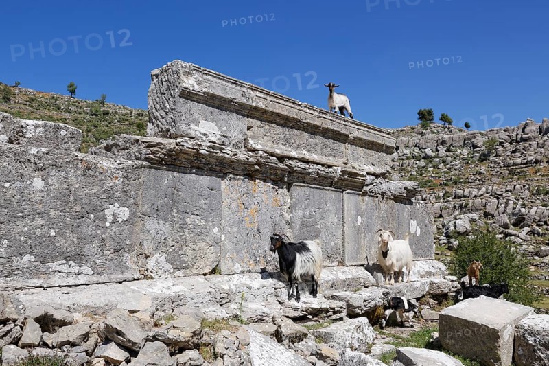 Goats standing on the ruins of the ancient city of Selge