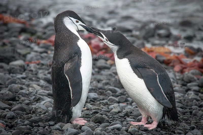 Chinstrap Penguins (Pygoscelis antarcticus)