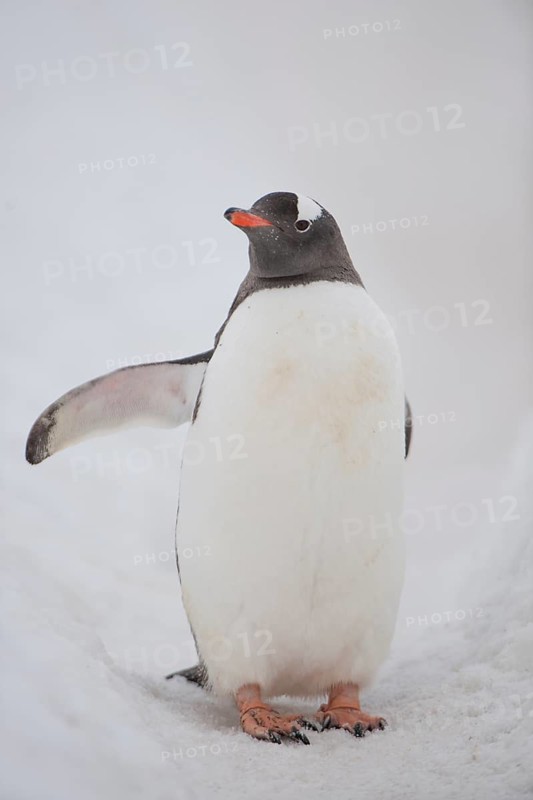 Gentoo Penguin (Pygoscelis papua)