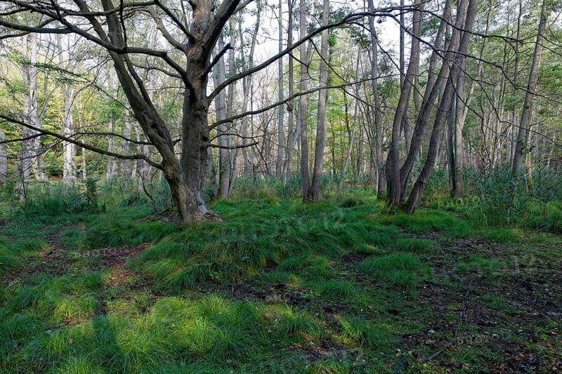 Unspoilt Darsswald forest
