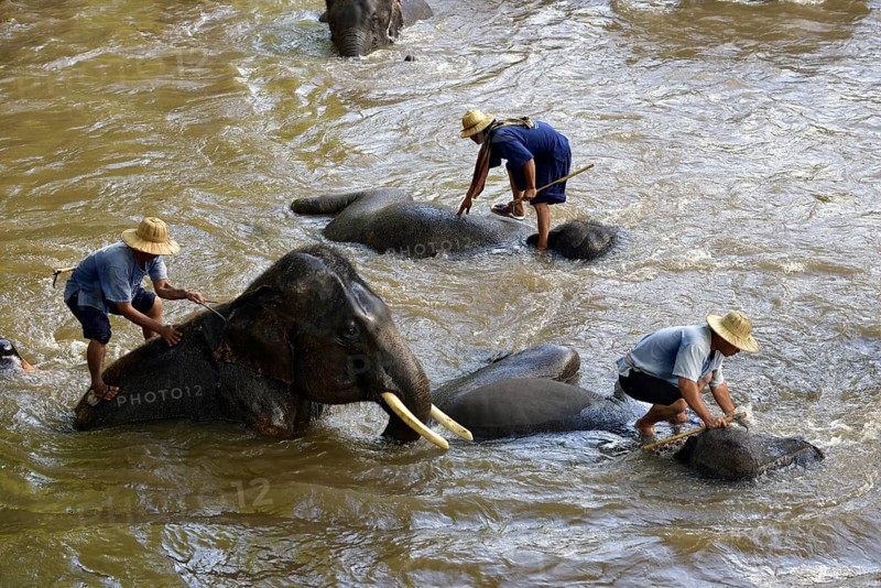 Mahouts bathing their Asian or Asiatic Elephants (Elephas maximus) in the Mae Tang River
