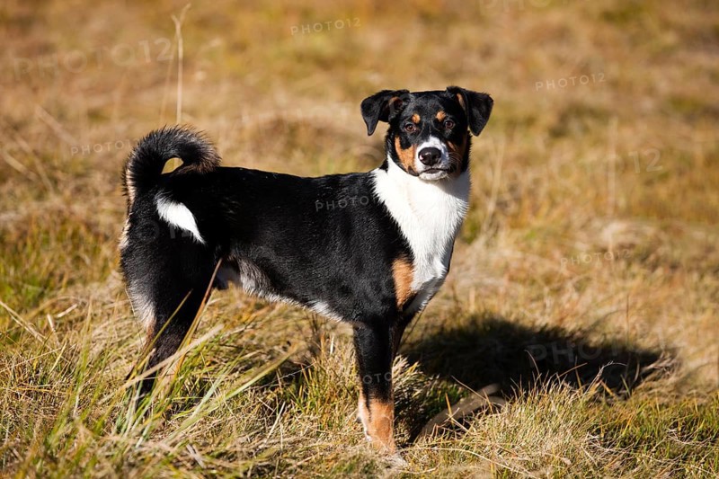 Appenzeller Sennenhund