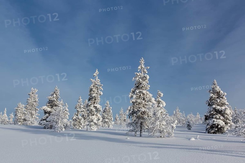 Snowy fir forest