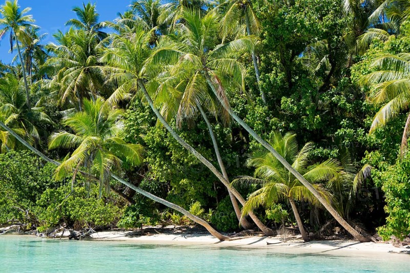 Lagoon with a sandy beach and palm trees
