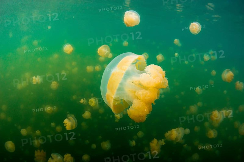 Golden Medusas or Papuan Jellyfish (Papua Mastigias)