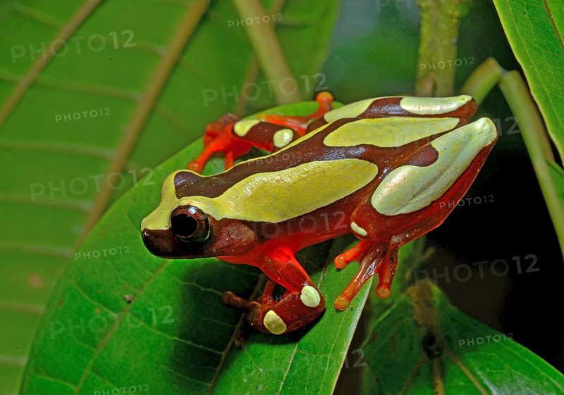 White-leaf frog (Dendropsophus leucophyllatus)
