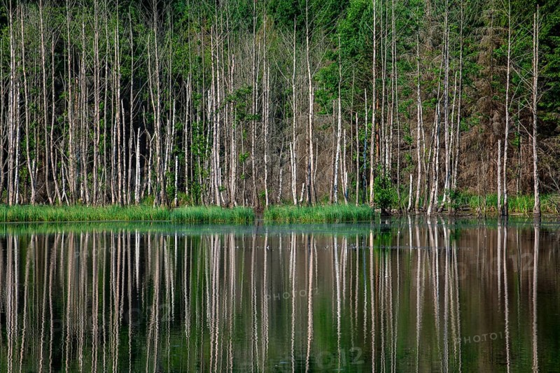Birch trees reflected in an unnamed lake
