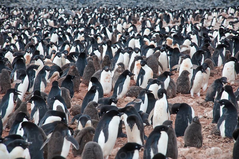 Adelie Penguins (Pygoscelis adeliae)