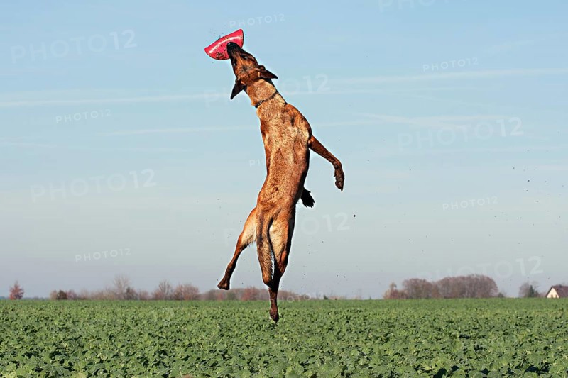 Malinois catching a frisbee
