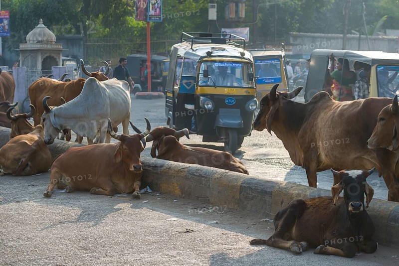 Cattle on the street