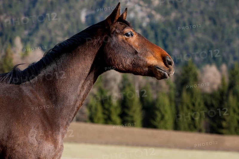 Austrian Warmblood
