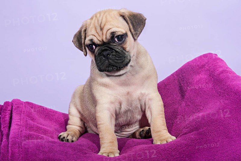 Pug