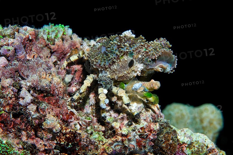 Decorator Crab (Camposcia retusa)