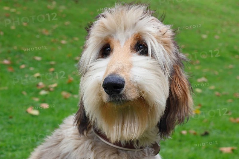 Portrait of a young Afghan Hound