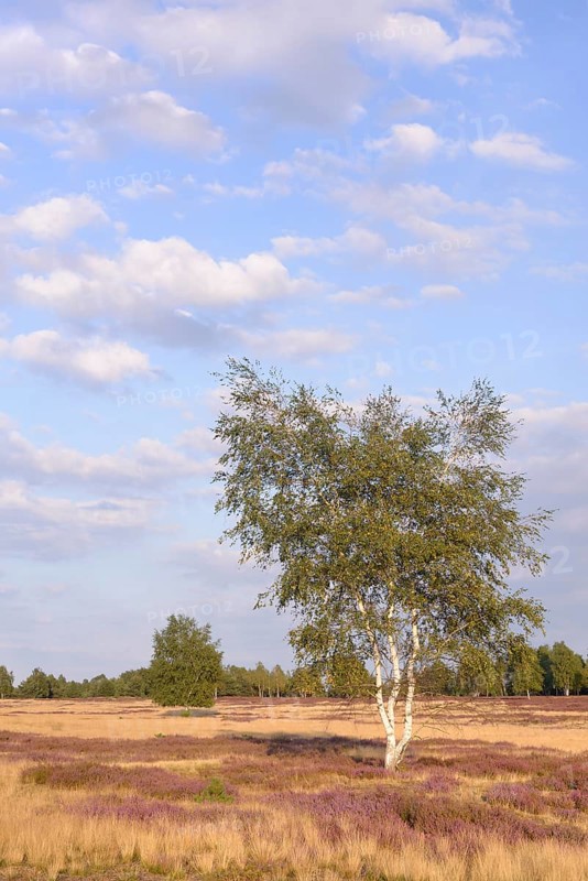 Open heath with birch (Betula sp.)