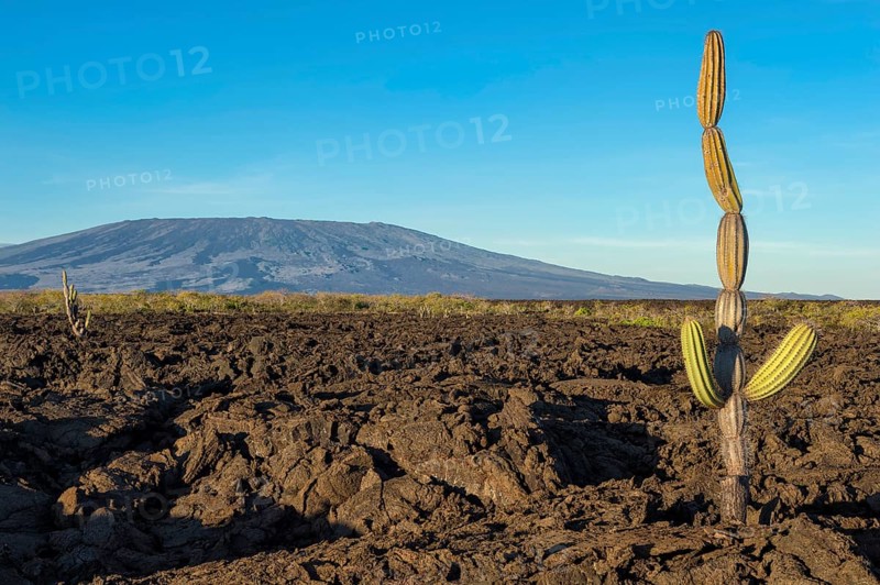 Candelabra Cactus (Jasminocereus thouarsii) in the volcanic landscape of Punta Morena