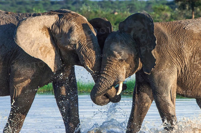 African elephants (Loxodonta africana) playfighting at the Namutoni water hole
