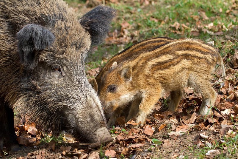 Wild Boar (Sus scrofa) with young boars