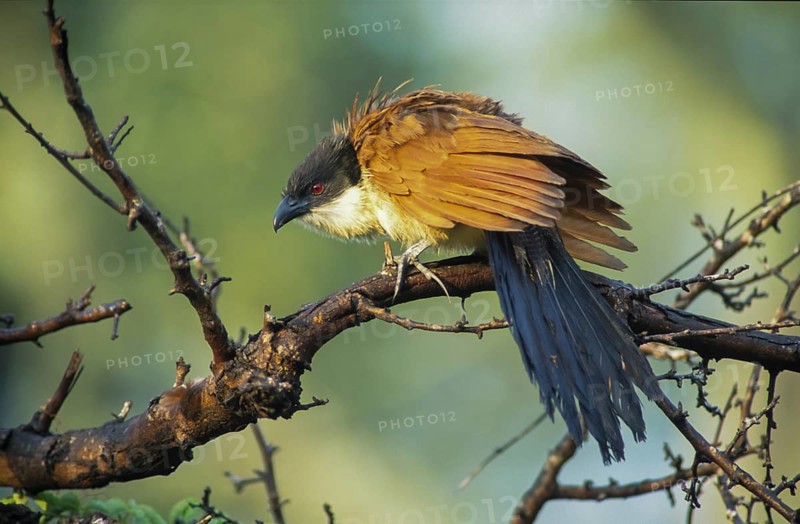Burchell's Coucal (Centropus burchelli)