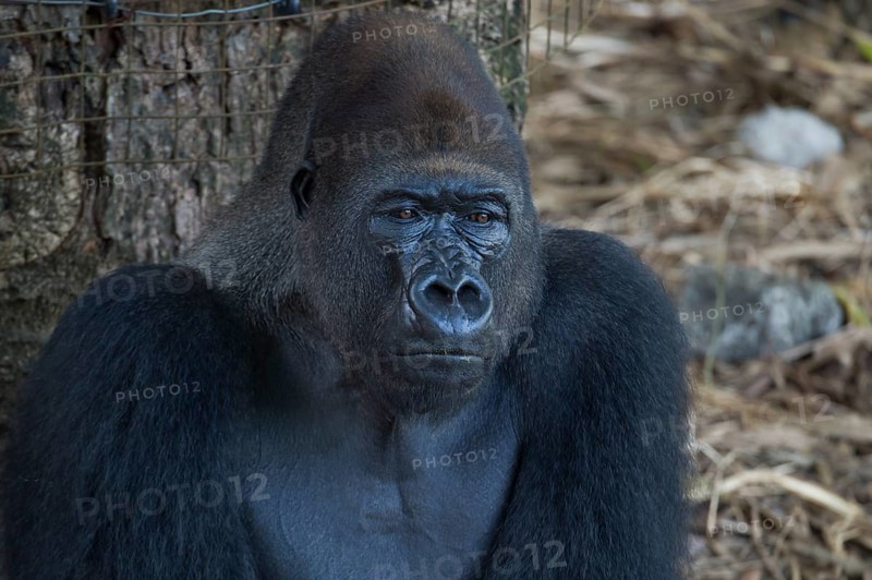 Western Lowland Gorilla (Gorilla gorilla gorilla) in reintroduction enclosure