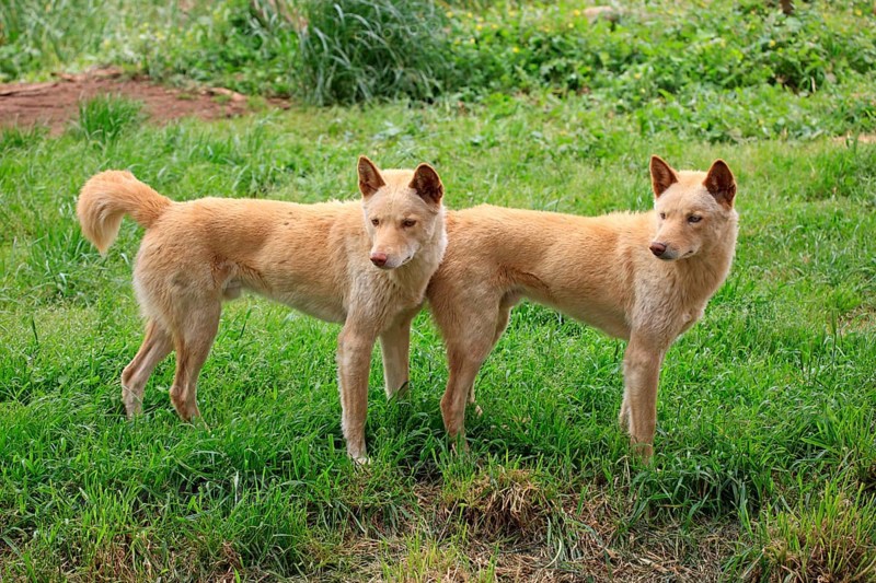 Dingoes (Canis familiaris dingo)