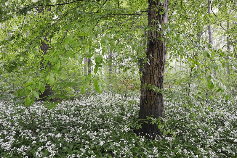 Flowering wild garlic (Allium ursinum) in spring forest