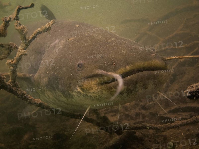 Wels catfish (Silurus glanis) in Lake Ossiach