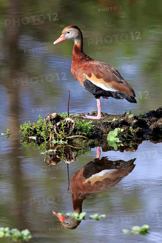 Black-bellied Whistling Duck (Dendrocygna autumnalis)