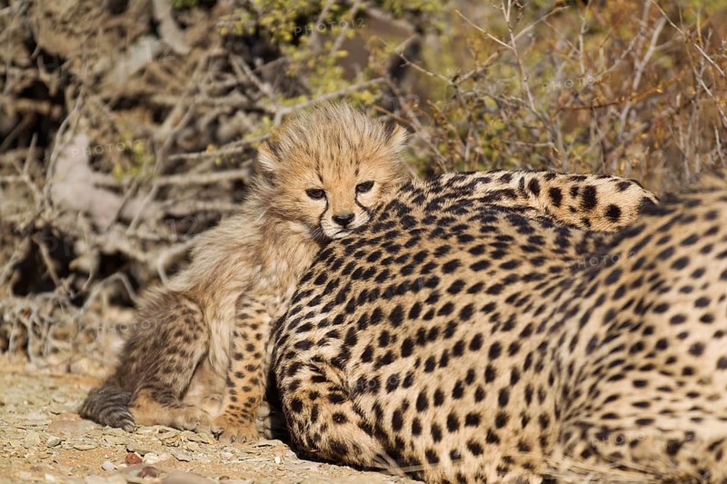 Cheetah (Acinonyx jubatus)