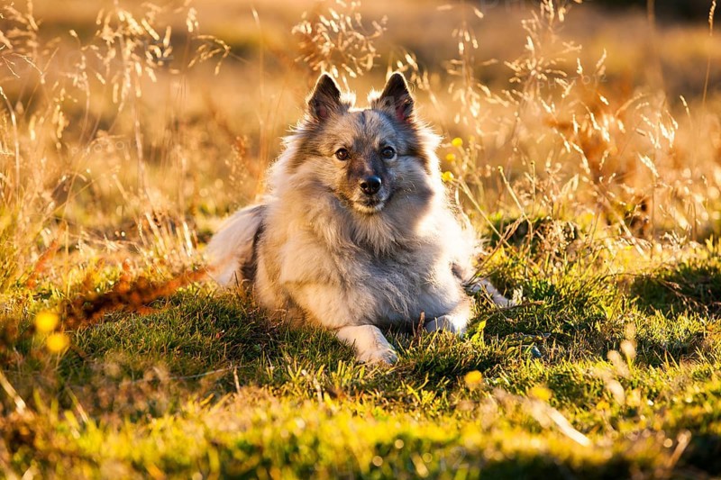 Keeshond or Wolfsspitz