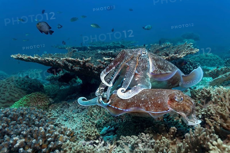 Two Broadclub Cuttlefish (Sepia latimanus) at a coral reef