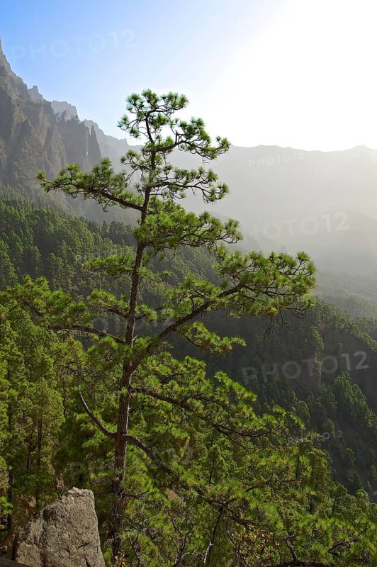Forest landscape in the Parque Nacional de la Caldera de Taburiente National Park