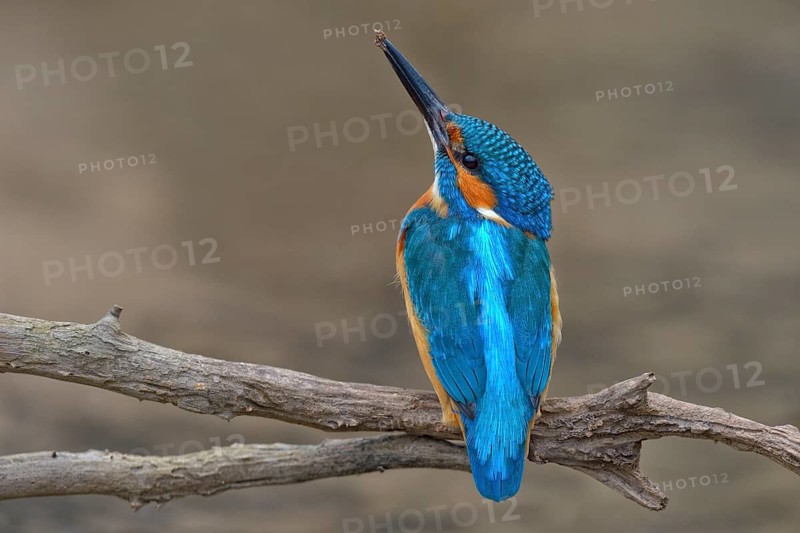 Kingfisher (Alcedo atthis)