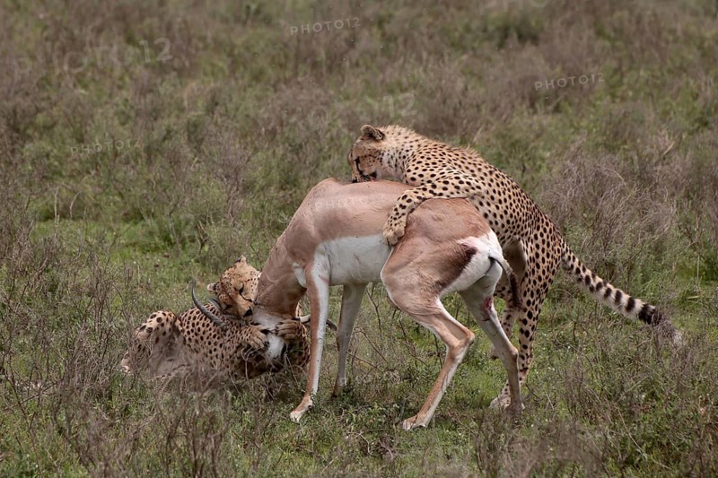 Cheetah (Acinonyx jubatus) mother and young overwhelming a Grant's gazelle (Nanger granti)