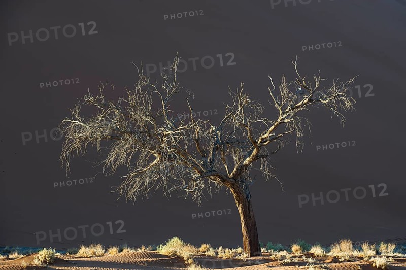 Dead tree against a sand dune in the Tsauchab Valley