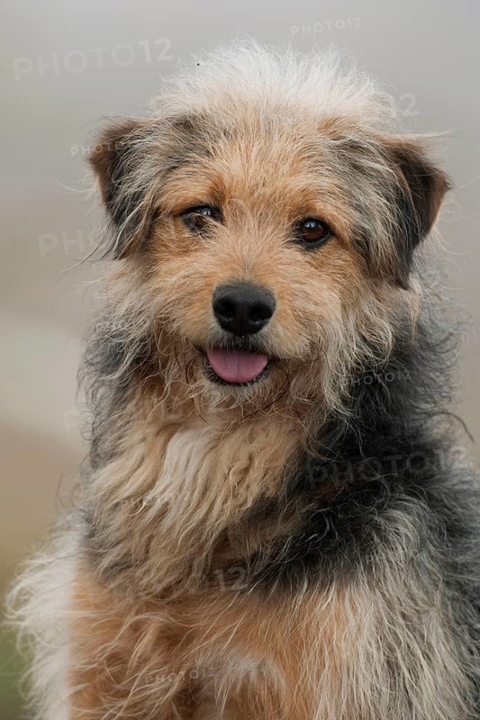 Bosnian Coarse-haired Hound