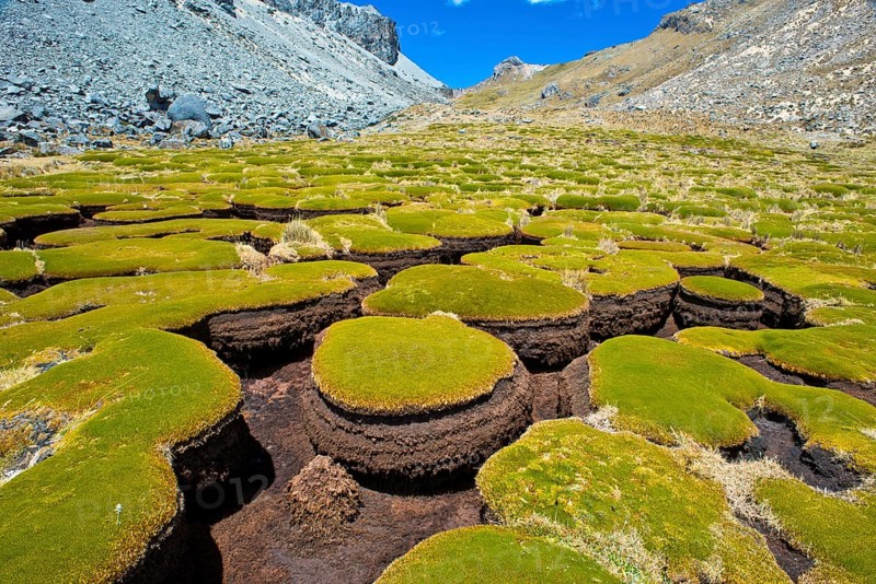 Plant cushions eroded by water