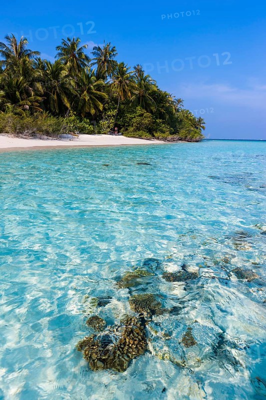 Beach with palms