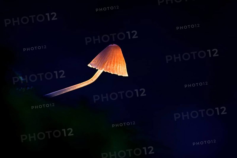 Fluffy-haired Conocybe (Conocybe digit alina) on a tree stump