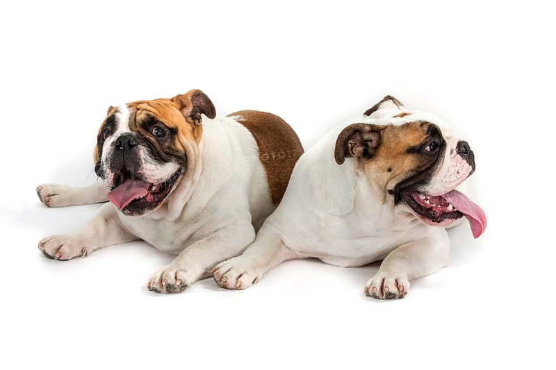 English Bulldogs