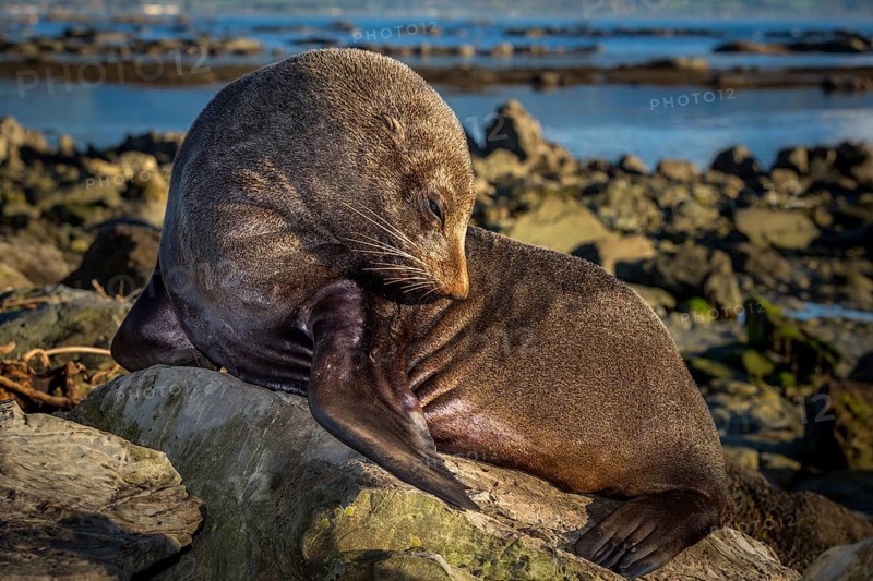 Southern Fur Seal (Arctocephalus forsteri)