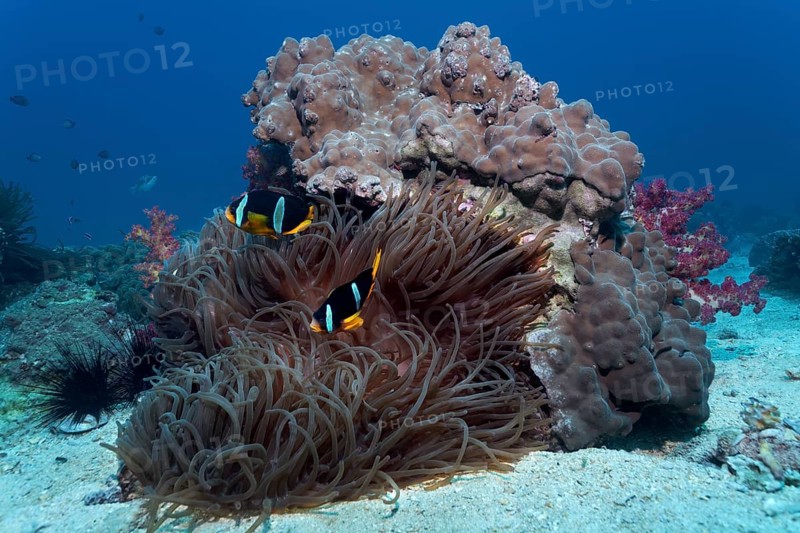 Coral block with Stone Corals. Sebae Anemone (Heteractis crispa)