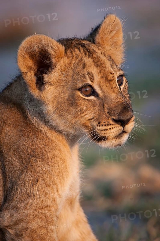 Young lion (Panthera leo)