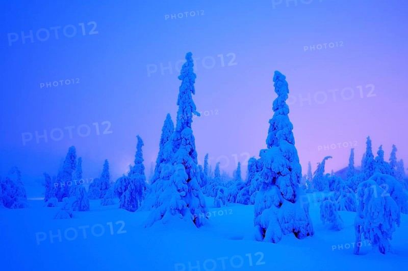 Trees in a snow-covered winter landscape
